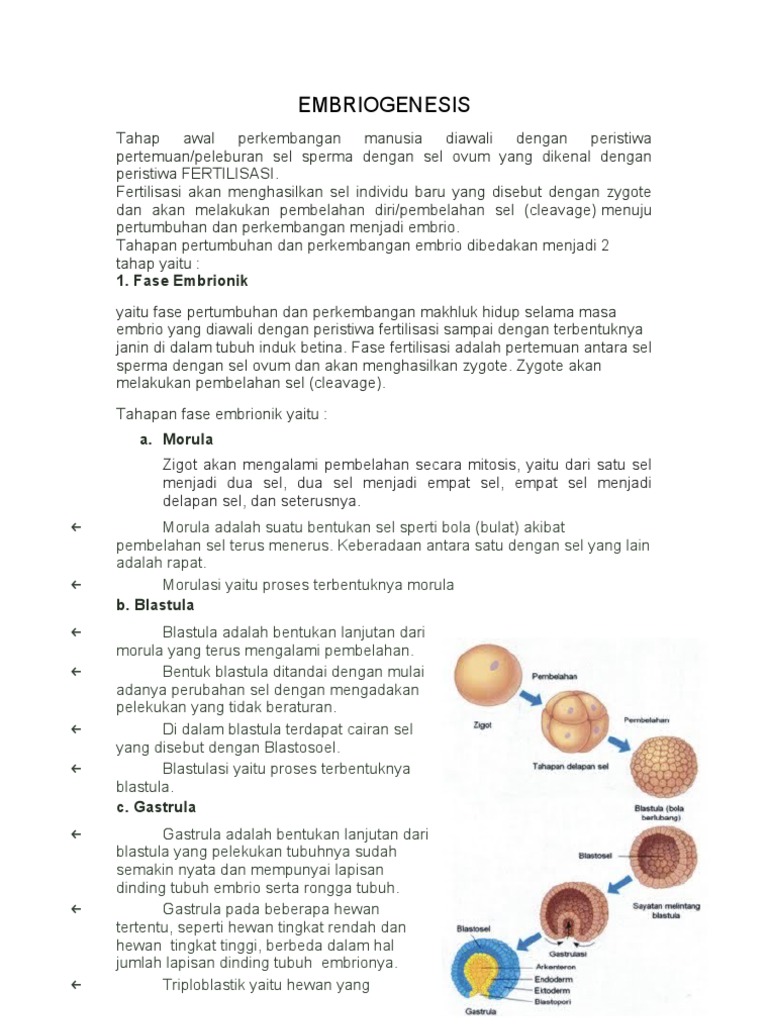 embriogenesis manusia